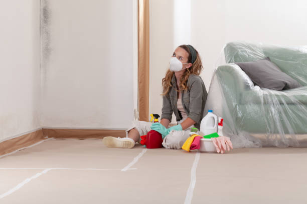 Reliable Basement Mold Remediation contractor in Bennett, CO by WQB Mold Removal